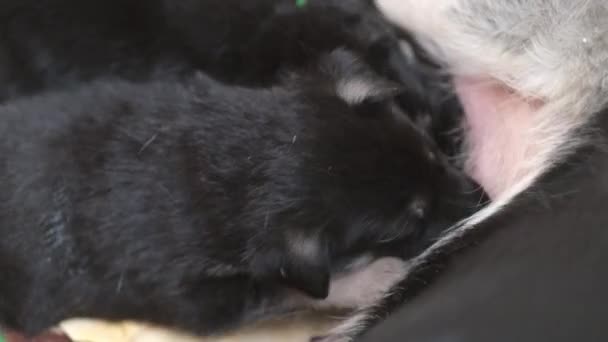 Maminka německý ovčák krmí štěňata. Spousta novorozených mláďat pije mléko z mateřského psa. kojení. — Stock video