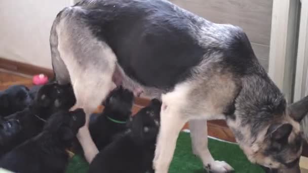 Mamá perro pastor alemán alimenta a los cachorros. Un montón de cachorros recién nacidos bebiendo leche de la madre perra. lactancia materna. — Vídeos de Stock