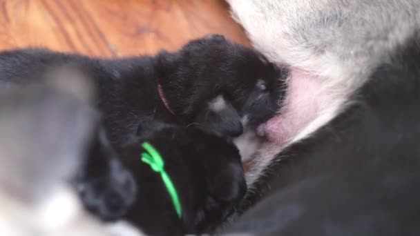 Mom german shepherd dog feeds puppies. Lot of little newborn pups drinking milk from mother dog. breast feeding. — Stock Video