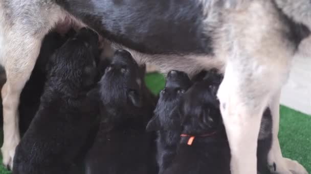 Anne Alman çoban köpeği yavruları besler. Bir sürü yeni doğmuş yavru anne köpekten süt içiyor. Emzirme. — Stok video