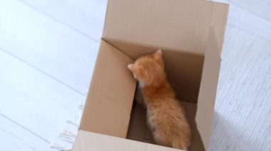 4k Ginger 'ın küçük kedisi evde oynuyor. Komik çizgili komik kırmızı kedi kutunun içine gizlenmiş, karton kutunun üstüne tırmanmış, içeri girip çıkmış..