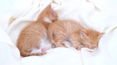 4k iki sevimli kızıl çizgili evcil kedi yatakta beyaz bir battaniyenin üzerinde uyuyor. Uyu ve kedicilik oyna. Sevimli evcil hayvan kavramı. 
