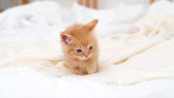 4k piccolo gattino rosso a strisce che cammina sul letto bianco a casa. Gattino che gioca a casa. Animali domestici e gatti domestici adorabili sani. — Video Stock