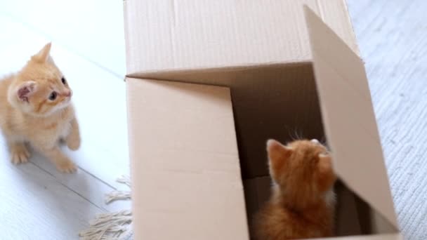 4k Dos gatitos de jengibre jugando en casa. Curiosos juguetones divertidos a rayas gatos rojos ocultos dentro de la caja, subió alto en la parte superior de la caja de cartón, entrar y salir. — Vídeos de Stock