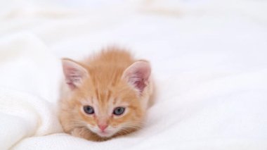  4k portre şirin çizgili kırmızı kızıl kedi yavrusu büyük gözleri beyaz yatakta yatıyor. Kitty kameraya bakıyor. Mutlu sevimli kedi evcil hayvan kavramı