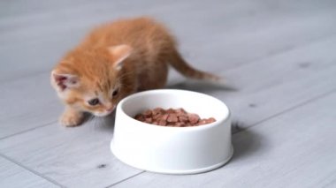 4k küçük kızıl çizgili kedi yavrusu yemek için koşar ve kedi maması yemeye başlar. Gri zeminde ıslak kedi maması reklamı..