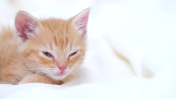 4k lindo jengibre rayas gatito doméstico quedarse dormido acostado en blanco luz manta en la cama. Duerme y juega al gato. Concepto de mascotas adorables. — Vídeos de Stock