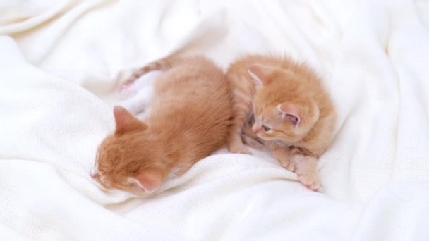 4k dos lindos gatitos domésticos a rayas de jengibre durmiendo acostado sobre una manta blanca en la cama. Duerme y juega al gato. Concepto de mascotas adorables. — Vídeos de Stock