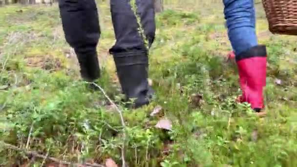 Papá e hijas pies piernas caminando por el bosque en botas de goma con cesta de champiñones. Pasatiempo familiar, bosque de recolección de setas en otoño — Vídeos de Stock