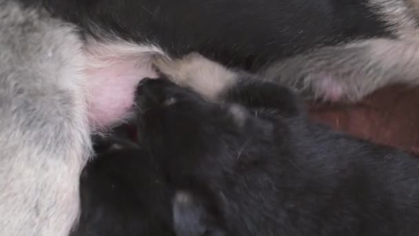 Mom german shepherd dog feeds puppies. Lot of little newborn pups drinking milk from mother dog. breast feeding. — Stock Video