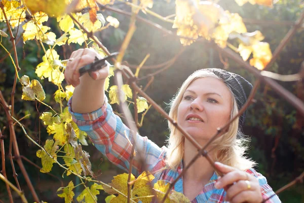 Blond kvinna trim gren av små hedge cutter — Stockfoto