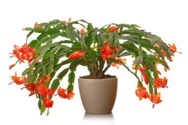 Christmas cactus clipart