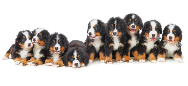 Nove cuccioli di cane di montagna bernese — Foto Stock