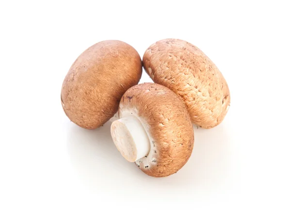 Cogumelo champignon no fundo branco — Fotografia de Stock