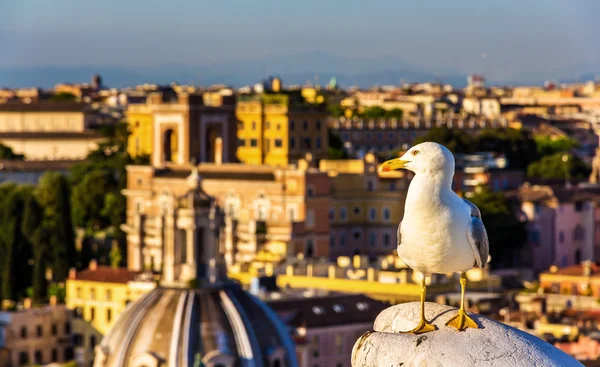 Крупный план чайки с центром Рима в качестве фона — стоковое фото