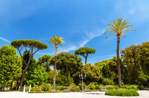 Árboles tropicales en Piazzale Napoleone I en Roma —  Fotos de Stock