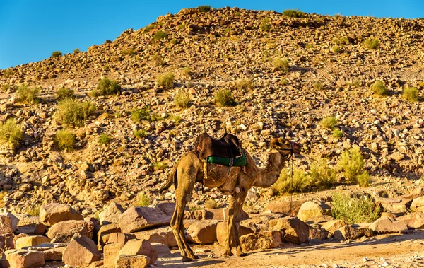 古代都市「ペトラ」にかかっているベドウィンがラクダ — ストック写真