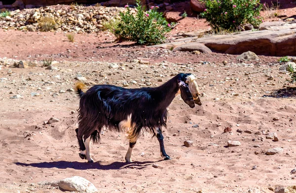 Cabra de Damasco marrón en la antigua ciudad de Petra — Foto de Stock