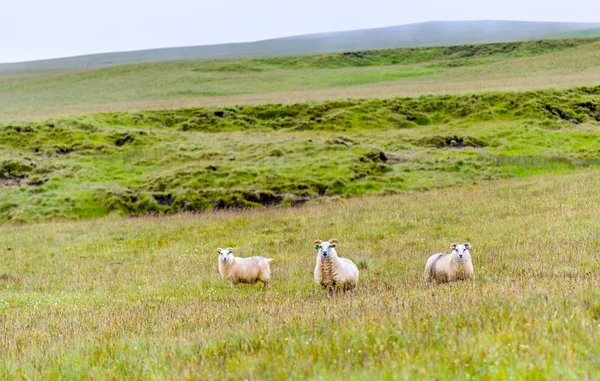 Ovejas en pastos en Islandia — Foto de Stock