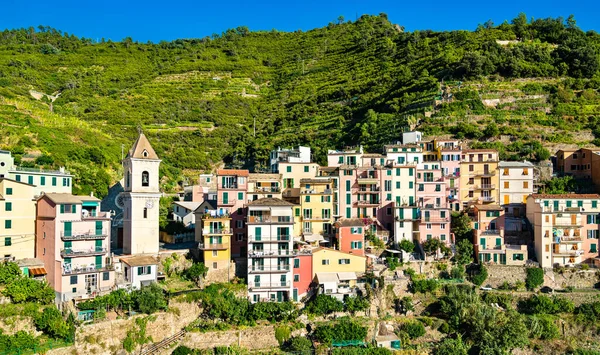 Manarola Village en el Cinque Terre en Italia —  Fotos de Stock