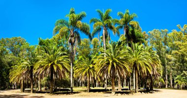 Montevideo yakınlarındaki Franklin Delano Roosevelt Parkı, Uruguay