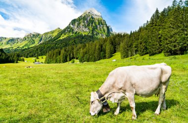 İsviçre Alplerinde İnek