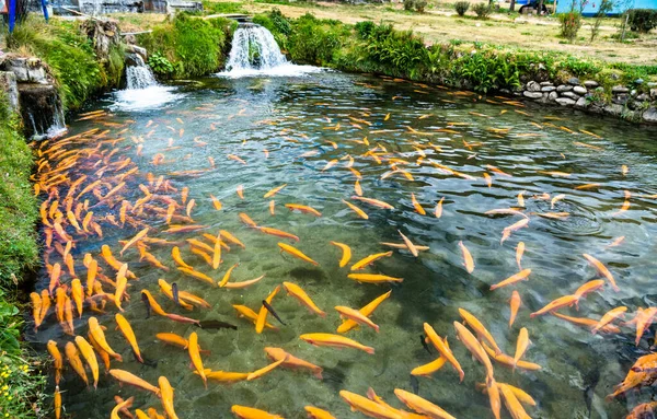 Granja de truchas en Ingenio en Junín, Perú — Foto de Stock