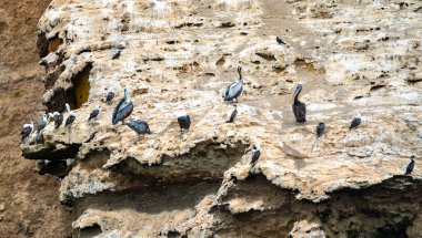Peru 'daki Ballestas Adalarında pelikanlar ve martılar