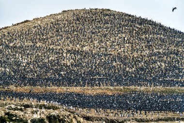 Colony of Guanay cormorants at the Ballestas Islands in Peru clipart