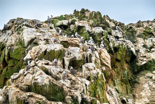 Peruvian boobies at the Ballestas Islands in Peru — Stock Photo, Image