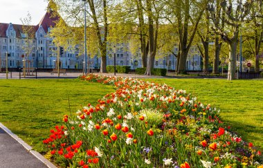 Bahar - Fransa Besancon çiçeklenir