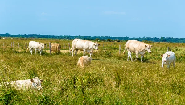 Стада корів на пасовищі на острові Олерон, Франції — стокове фото
