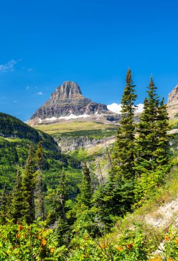 Buzul Ulusal Parkı, Montana 'daki Clements Dağı' nın dikey görüntüsü. Turuncu kır çiçekleri ve çam ağaçları açık mavi bir gökyüzünün altında ön plandadır. Alp doğasını ve seyahati temsil eder.