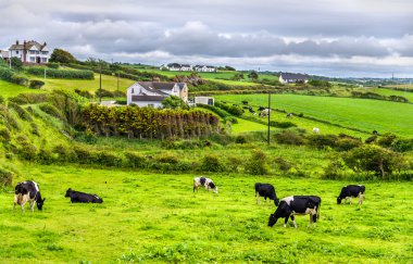 County Antrim Kuzey İrlanda mera inek sürüsü