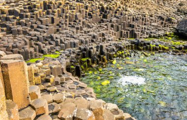 Bazalt döşeli deniz kıyısı, dev 's Causeway - Kuzey İrlanda