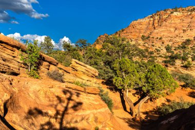 Utah, Zion Ulusal Parkı 'ndaki Kanyon Tepe Yolu' nda turuncu kumtaşı oluşumları ve yeşil ağaçlar. Dik uçurumlar yükselir masmavi bir gökyüzünün altında beyaz bulutlarla