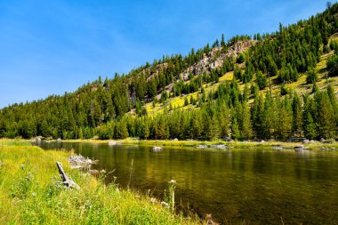 Yellowstone Ulusal Parkı 'ndaki sakin Madison Nehri. Uzun yeşil çimenler ve açık mavi gökyüzünün altında ormanlık bir tepesi olan bir kütük hattı. Doğayı, vahşi doğayı ve sinek avcılığını temsil eder.
