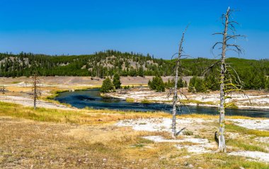 Firehole River, ABD 'nin Wyoming eyaletindeki Yellowstone Ulusal Parkı' ndaki çimenli çayırlar boyunca akar. Manzarada UNESCO Dünya Mirası sahasında ölü çam ağaçları ve mavi gökyüzü yer alıyor