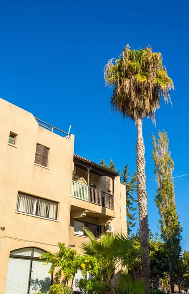 Typical flora in the city of Paphos - Cyprus — Stock Photo, Image