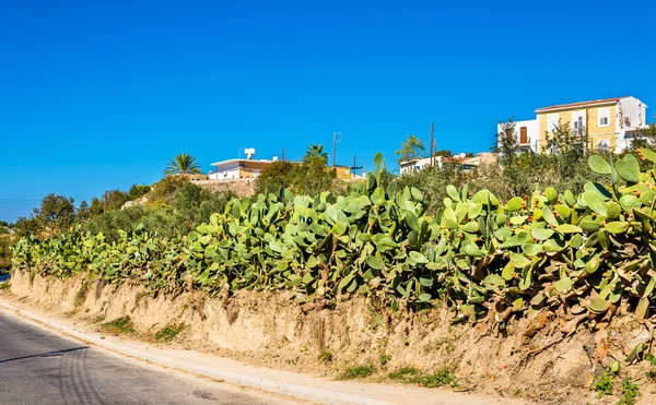 パフォス - キプロスの道でウチワ サボテン サボテン — ストック写真