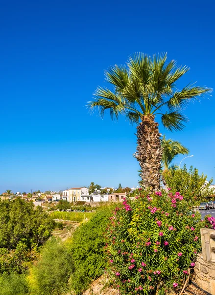 Palmier et fleurs à Paphos - Chypre — Photo