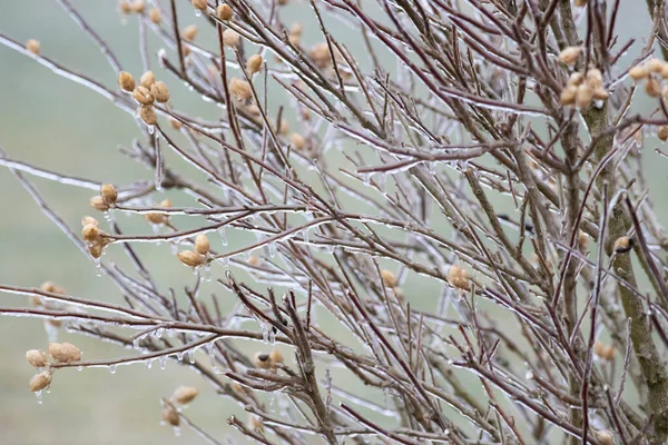 Iced Tree Winter — Stock Photo, Image