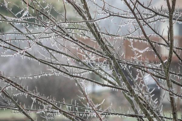 Ledový Strom Zimě — Stock fotografie