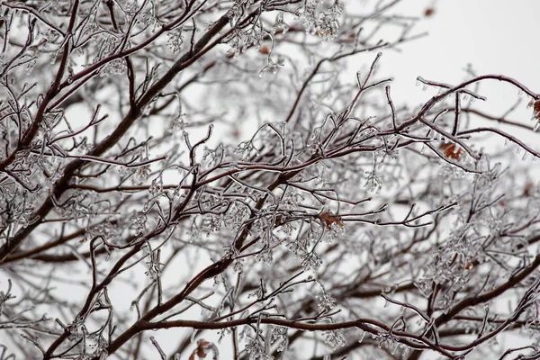 冬冷树 — 图库照片