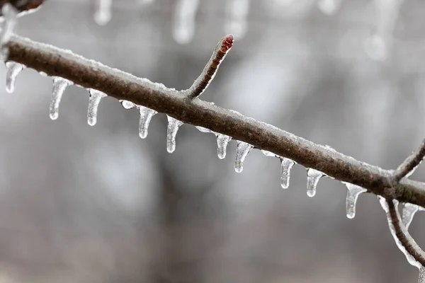 Ice Dripping Branch — Stock Photo, Image