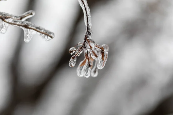 Branch Covered Ice — Stock Photo, Image
