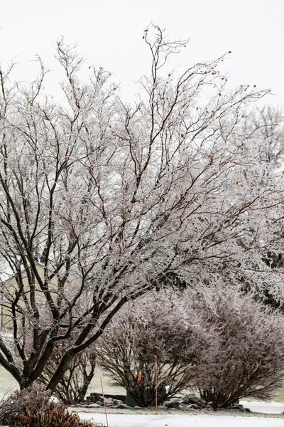 Iced Tree Winter — Stock Photo, Image