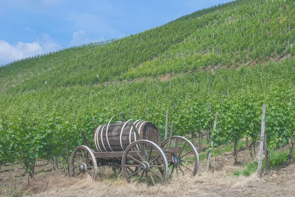 Vinice na šířku, Ahr Valley, Porýní Falc, Německo — Stock fotografie