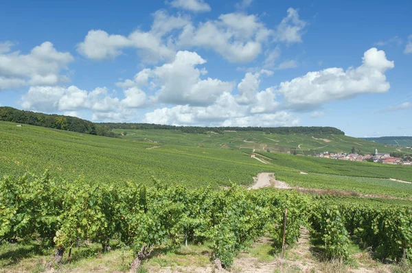 Viñedo Región Champagne Cerca Epernay Francia — Foto de Stock