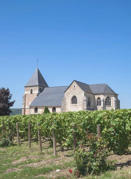 Vineyard Champagne Region Epernay France — Stock Photo, Image